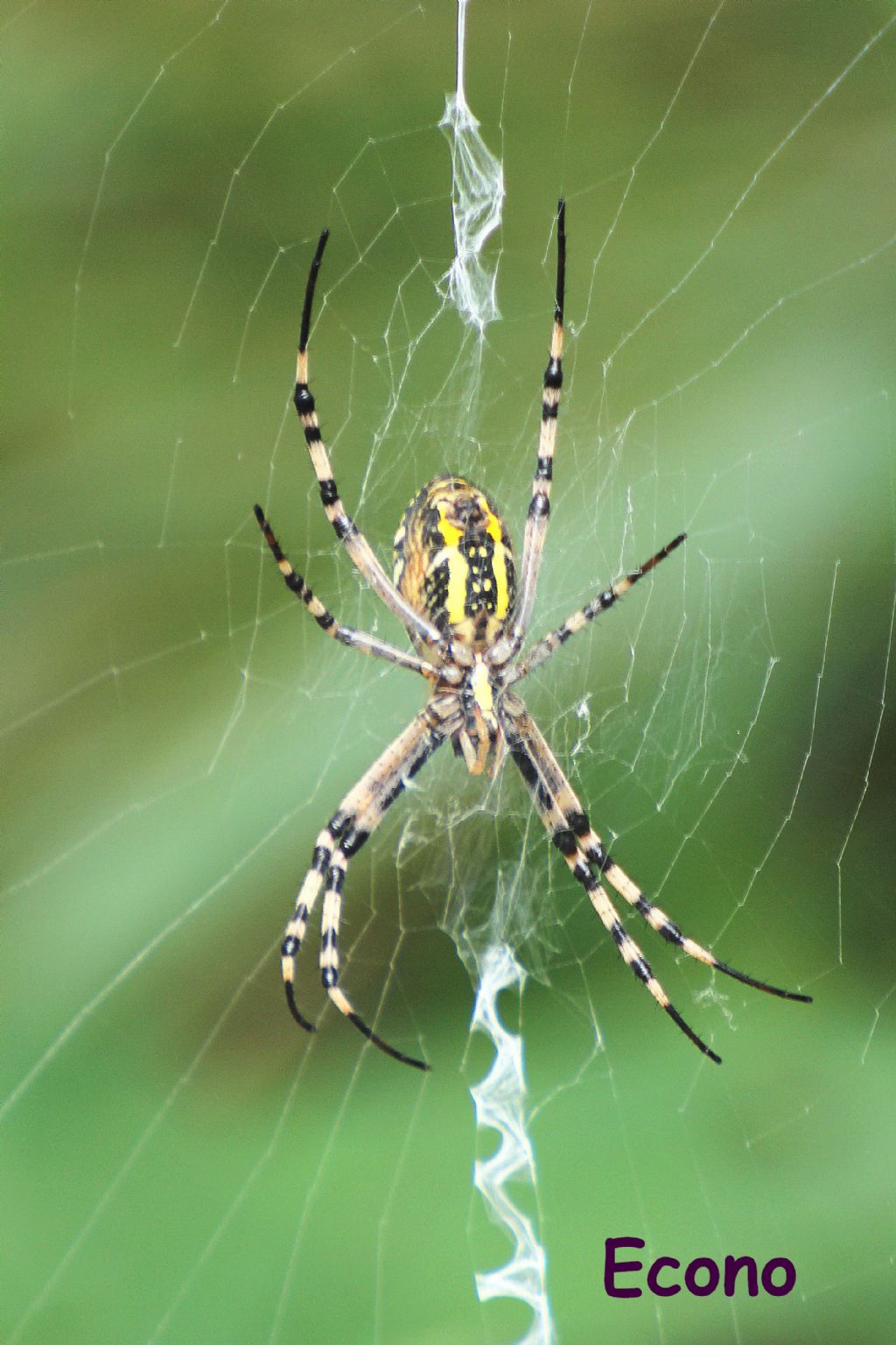 Argiope bruennichi - Savogna D''Isonzo (GO)